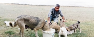 Hazar’da köpekleri ölüme terk ediyorlar