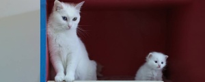 Kediler Kurdistan’da evcilleştirildi