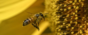 İlk bal arısı aşısı onaylandı
