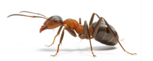 Karıncalar kanseri tespit edebiliyor