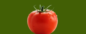 Hindistan’da ‘domates güvenliği’ sorunu