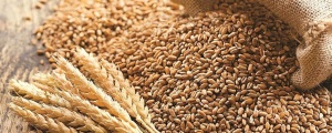 Buğday fiyatları yüzde 8 arttı