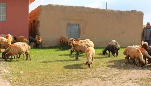 Meraya işgal halka işkence