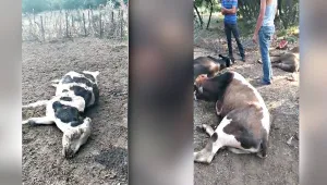 Helikopterden hayvanlar tarandı