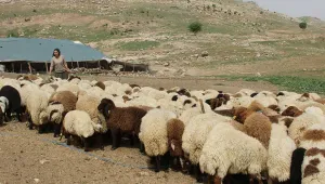 Koçerler saldırılara takıldı