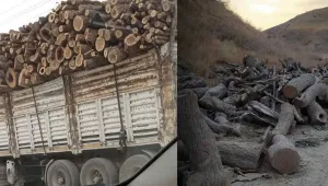 Hewlêr ve Bağdat’tan ağaç kesimi tepkisi