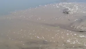 Dicle’de balık türleri yok oldu
