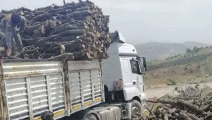 Avaşîn’de ağaçları kesiyorlar