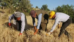 Tırpan geleneği stranlarla sürüyor