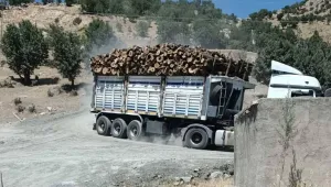 Besta’da yangın ve ağaç kıyımı