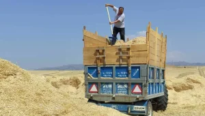 Samanın fiyatı 1.250 TL’ye çıktı