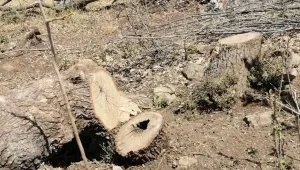 Besta’da ağaç kıyımı