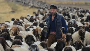 Koçerlere hayvan başı ceza