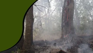Bir Savaş Stratejisi Olarak Ekolojik Yıkım ve Yangınlar
