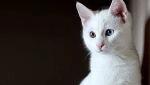 Wan kedisi ‘arslan parçası’ çıktı!