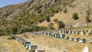 Yasaklar arıları öldürüyor