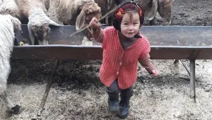 5 gündür bulunamıyor