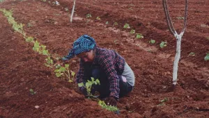 Jinwarlı kadınlar şifa dağıtıyor