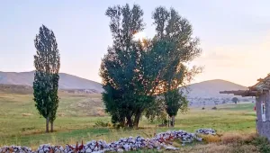 Memleket göç!