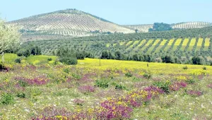 Efrîn’i asla unutmam