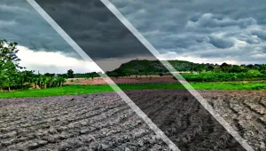 DAİŞ tarım arazilerini tahrip etti