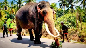Sri Lanka ‘Raja’ için yasta
