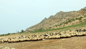 Koçerler seçim için yaylayı erteledi