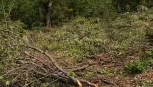 Tîkera'da 300 ton ağaç kesiliyor