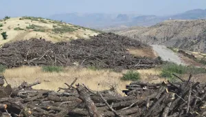 Cudi Dağı’nda ağaç kıyımı