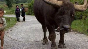 “Öğretilmiş çaresizlik” ve devlet