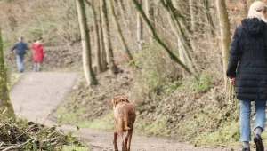 Köpek gezdirmek yasaklandı