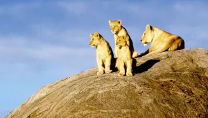 Aslan nüfusu yüzde 43 azaldı