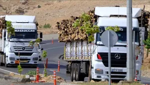 Besta'da 500 bin ton ağaç kesildi