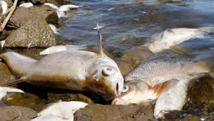 Oder Nehri’nde ekolojik felaket