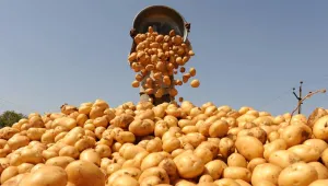 Avrupa’da patates krizi