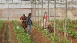 Bi rêya kooperatîfvaniyê li Rojava birêxistinkirina têkiliyeke civakî