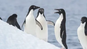 Penguenlerin nüfusu azaldı