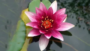 Onlar ki sonsuz yaşamın simgesi: Çağın Lotus çiçekleri