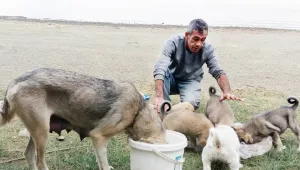 Hazar’da köpekleri ölüme terk ediyorlar