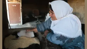 Newala Nérdûş'ta tahin geleneği