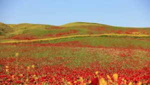 Amed sarı kırmızı yeşile büründü