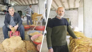 Tütün de enkaz altında