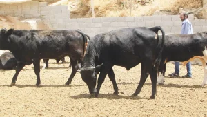 Besiciler isyanda