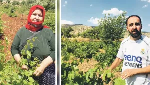 Kurdistan'da bağcılık yok oluyor