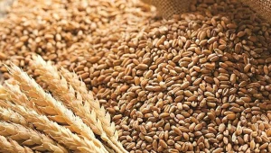 Buğday fiyatları yüzde 8 arttı