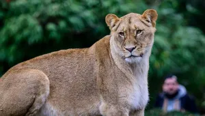 Berlin’de aslan avı sürüyor