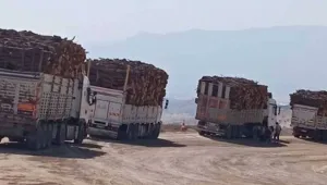 Gabar yok ediliyor