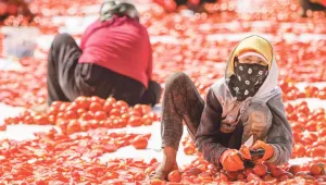 6 kız kardeş günde 16 saat domates kesiyor