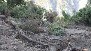 Xizan’da her ağaca kamera