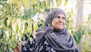 İklim krizine karşı kavak ağaçları